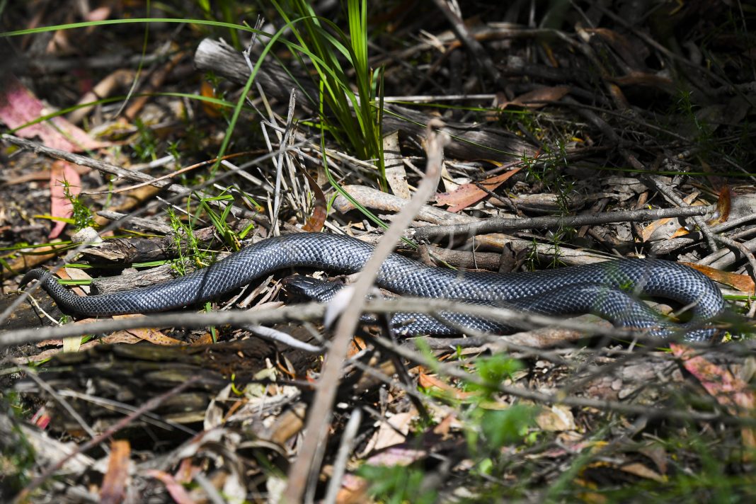Victoria's warm spring weather has brought snakes out of hibernation across the state.